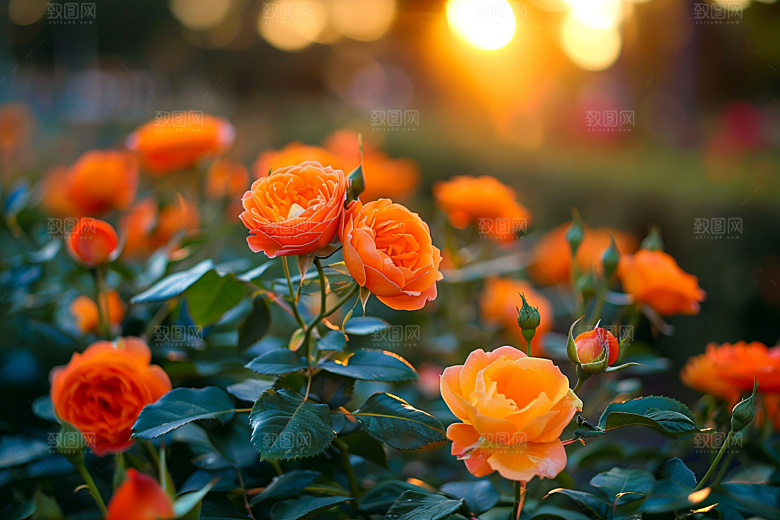 月季花花朵蔷薇素材