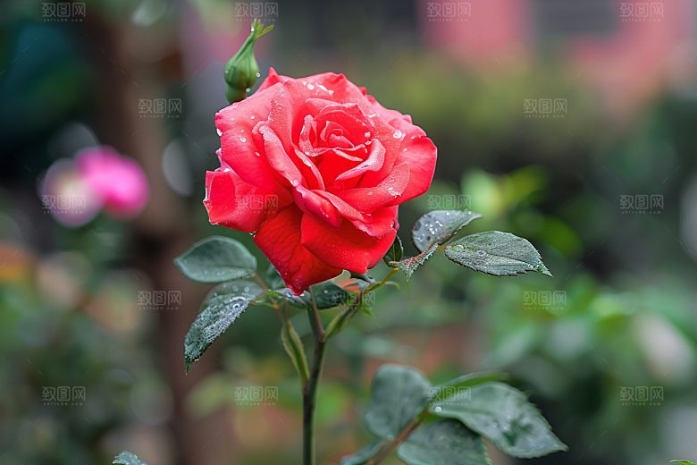 月季花花朵植物素材