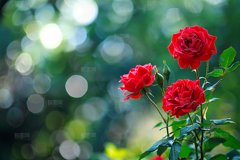 月季花花朵花卉素材