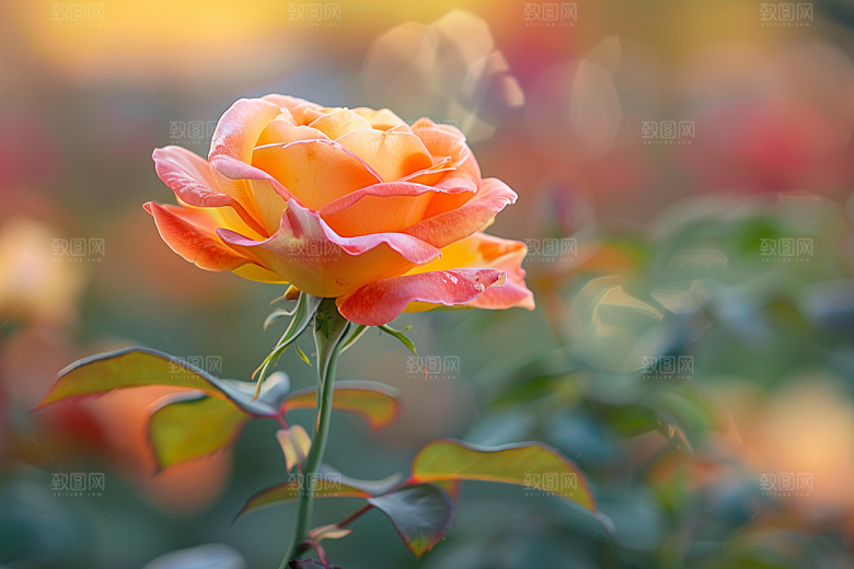 月季花高清唯美素材