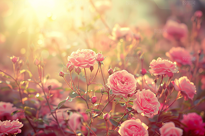 月季花彩色欧月素材