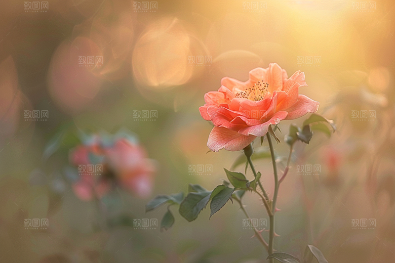 月季花彩色蔷薇素材