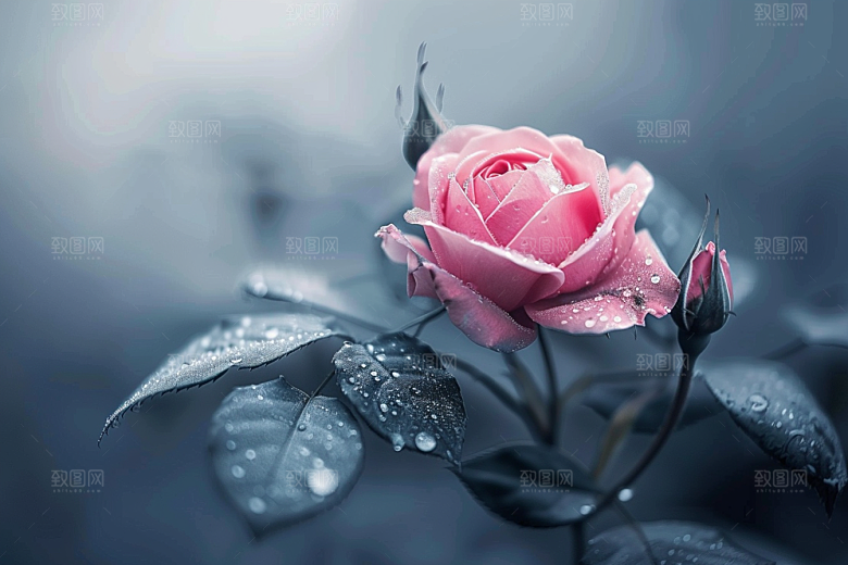 月季花藤月彩色素材