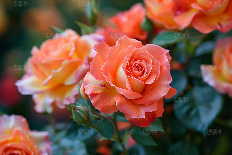 月季花彩色欧月素材