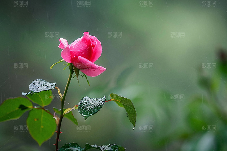 月季花欧月植物素材