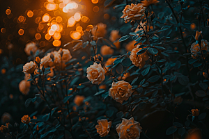 月季花唯美藤月素材
