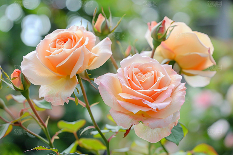 月季花花朵欧月素材