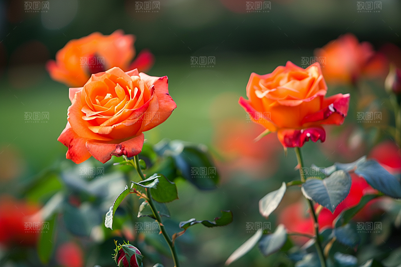 月季花唯美蔷薇素材