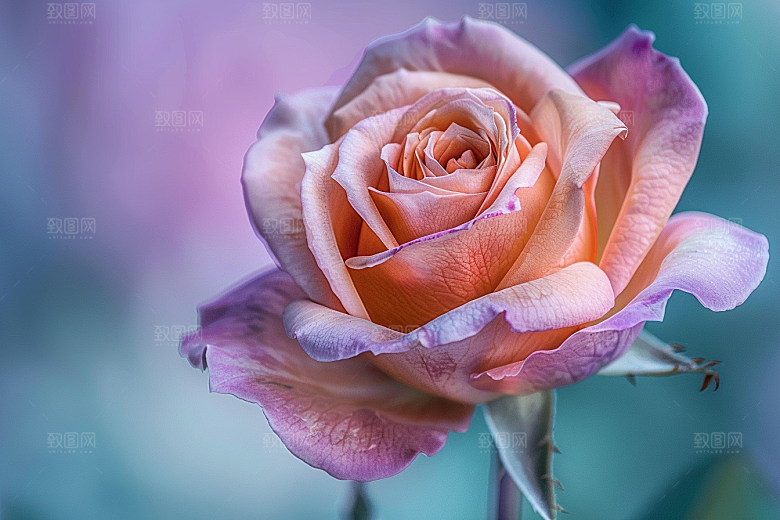 月季花彩色蔷薇素材