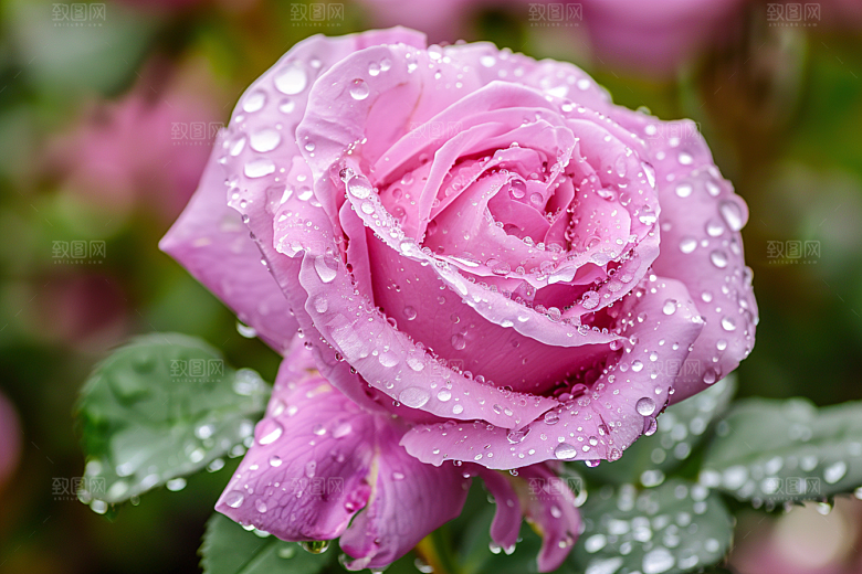 月季花玫瑰花朵素材