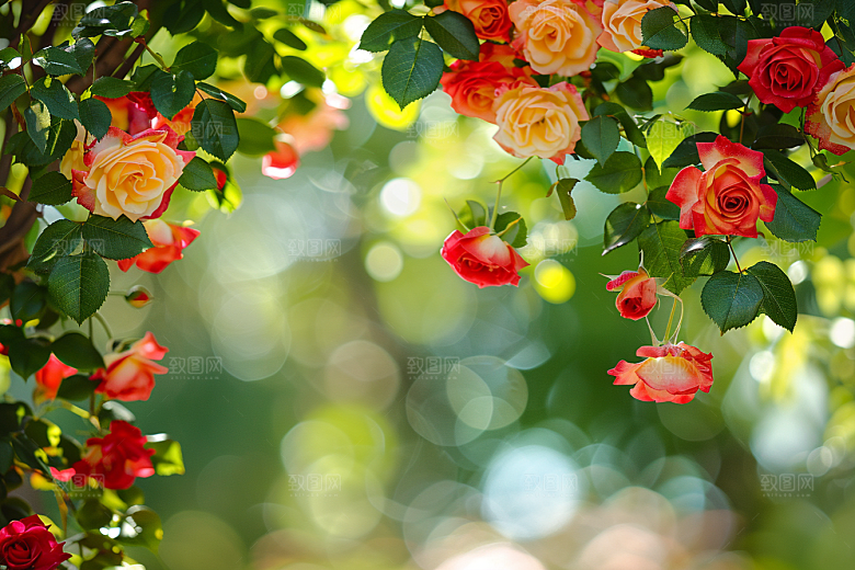 月季花高清彩色素材