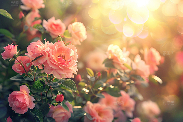 月季花高清欧月素材