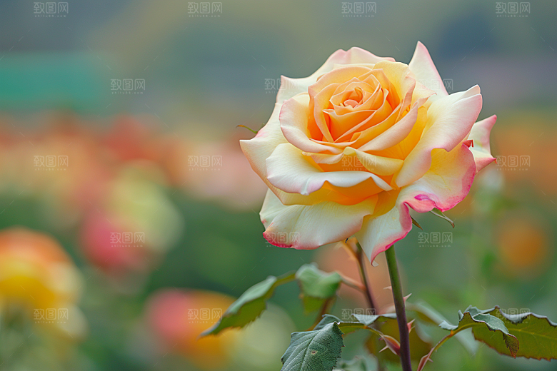 月季花欧月藤月素材