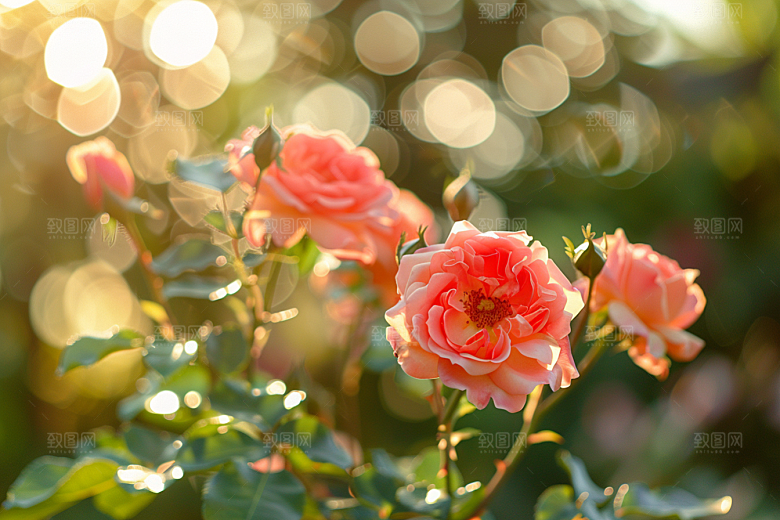 月季花玫瑰高清素材
