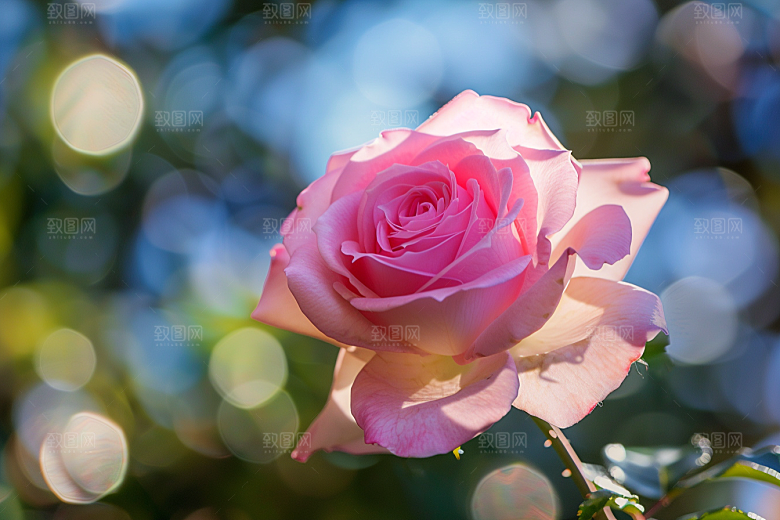 月季花高清唯美素材