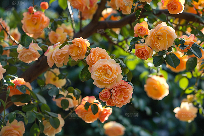 月季花欧月彩色素材