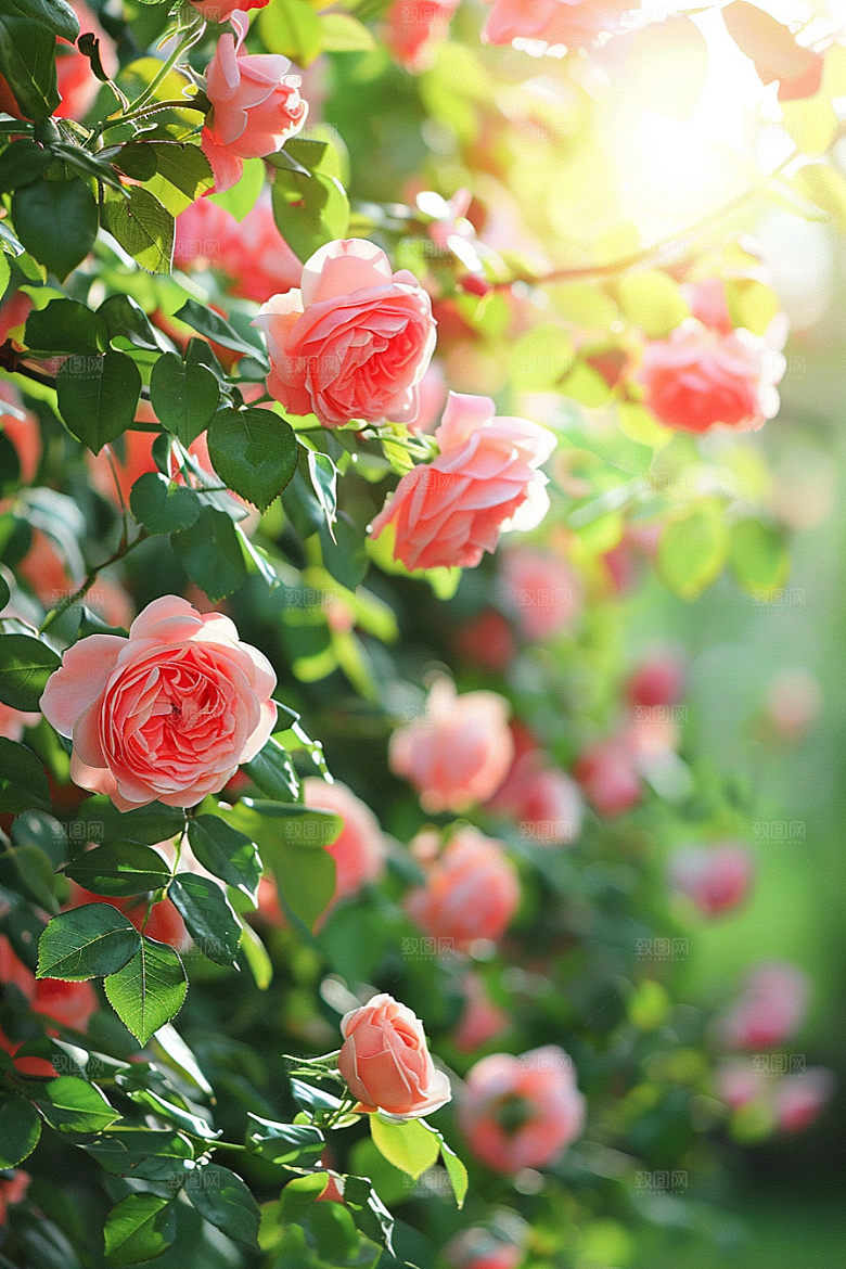 月季花彩色唯美素材