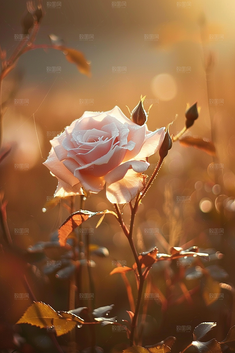 月季花花朵高清素材