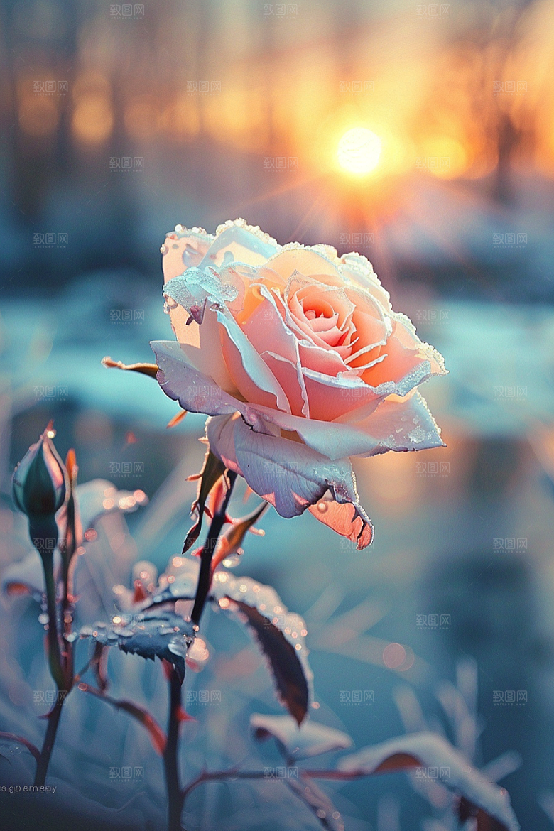 月季花彩色藤月素材