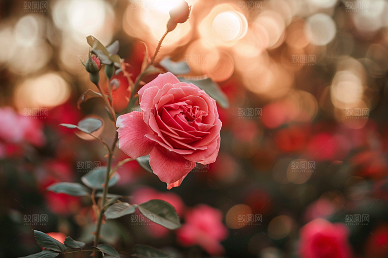 月季花彩色藤月素材