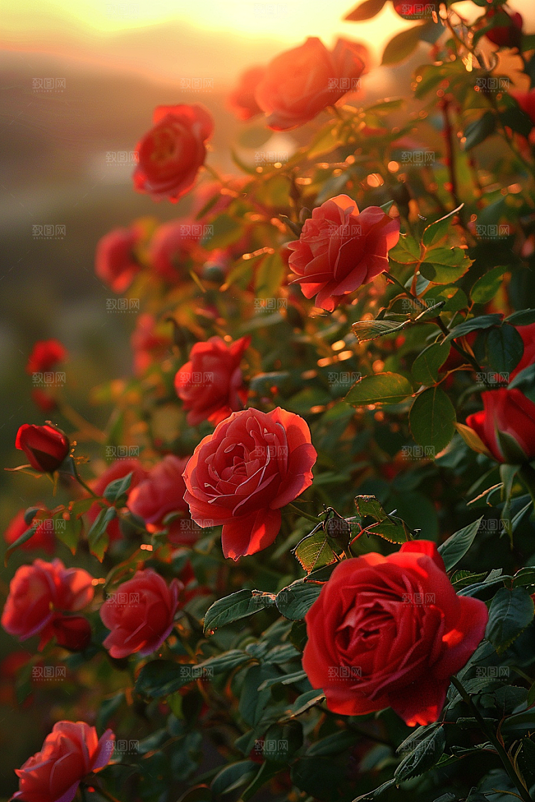 月季花藤月欧月素材