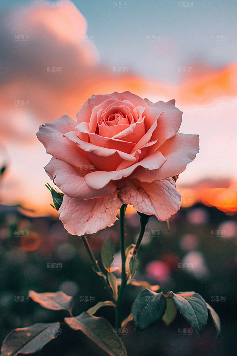 月季花唯美花卉素材