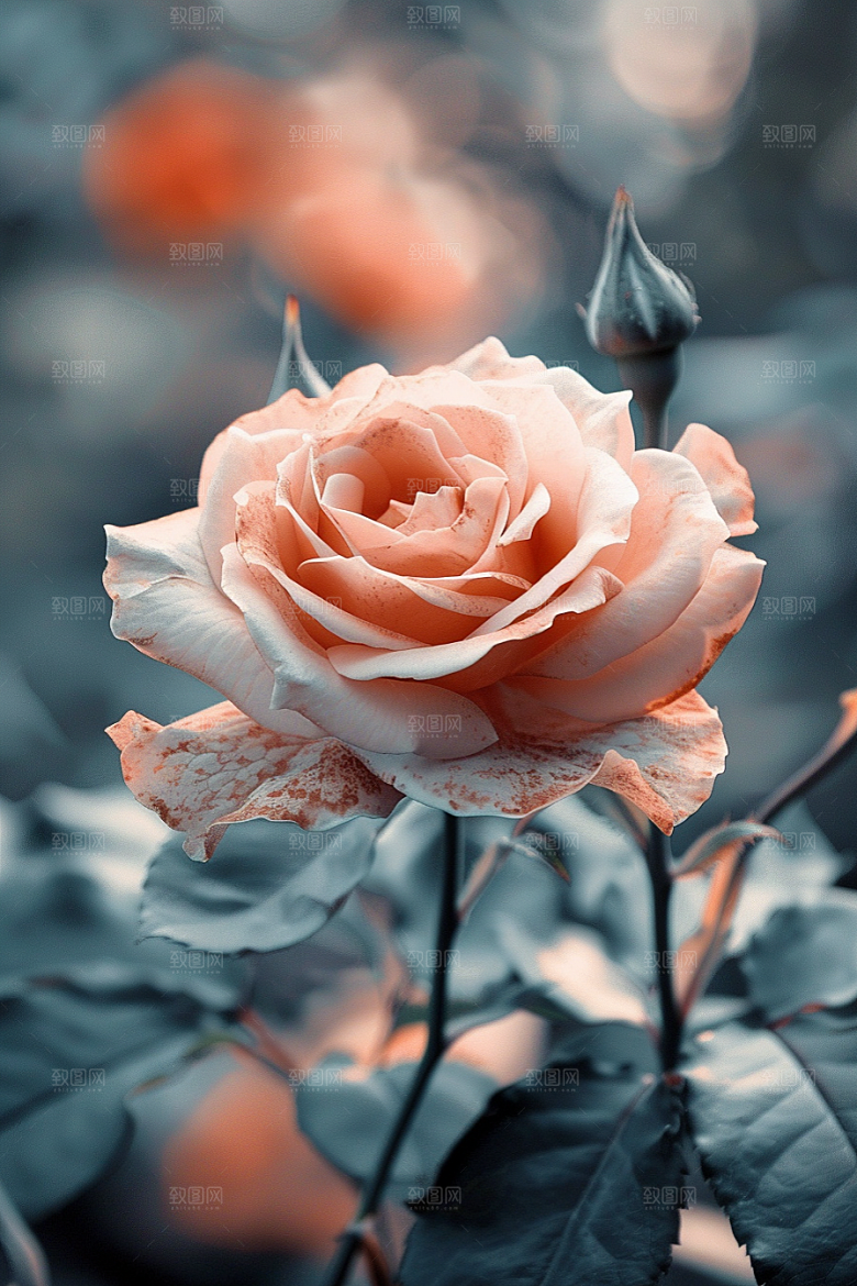 月季花花朵藤月素材