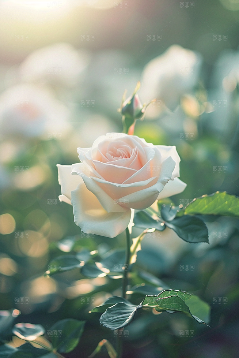 月季花玫瑰花卉素材