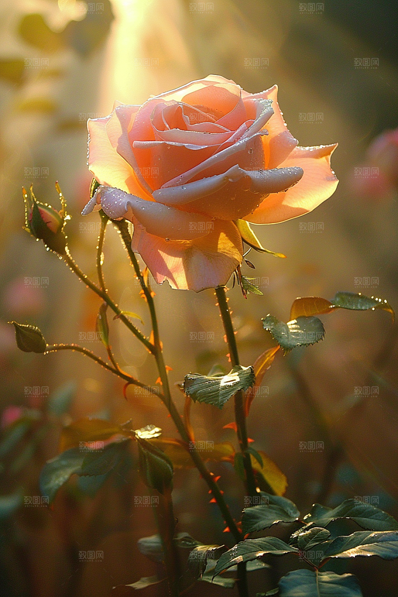 月季花花朵蔷薇素材