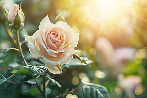 月季花彩色高清素材