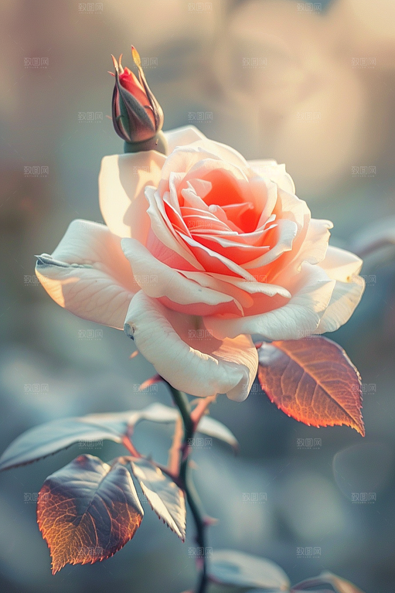 月季花欧月玫瑰素材