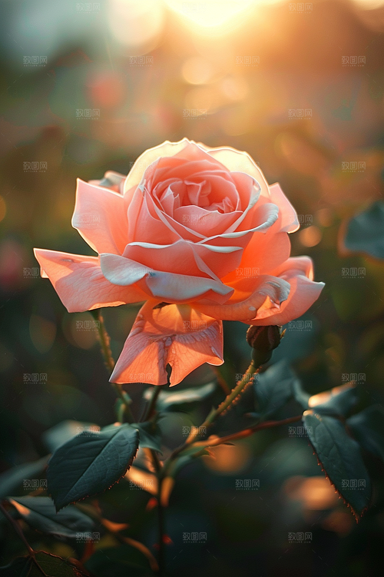 月季花花卉唯美素材