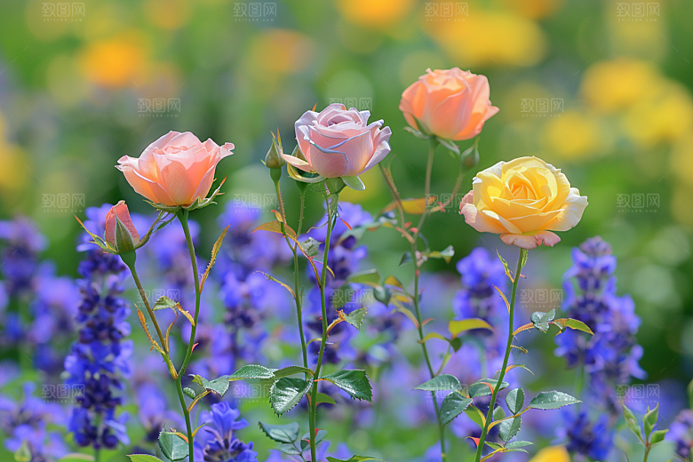 月季花花朵蔷薇素材