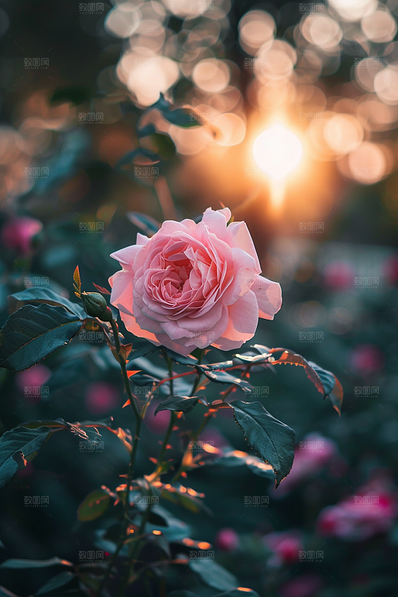 月季花玫瑰欧月素材