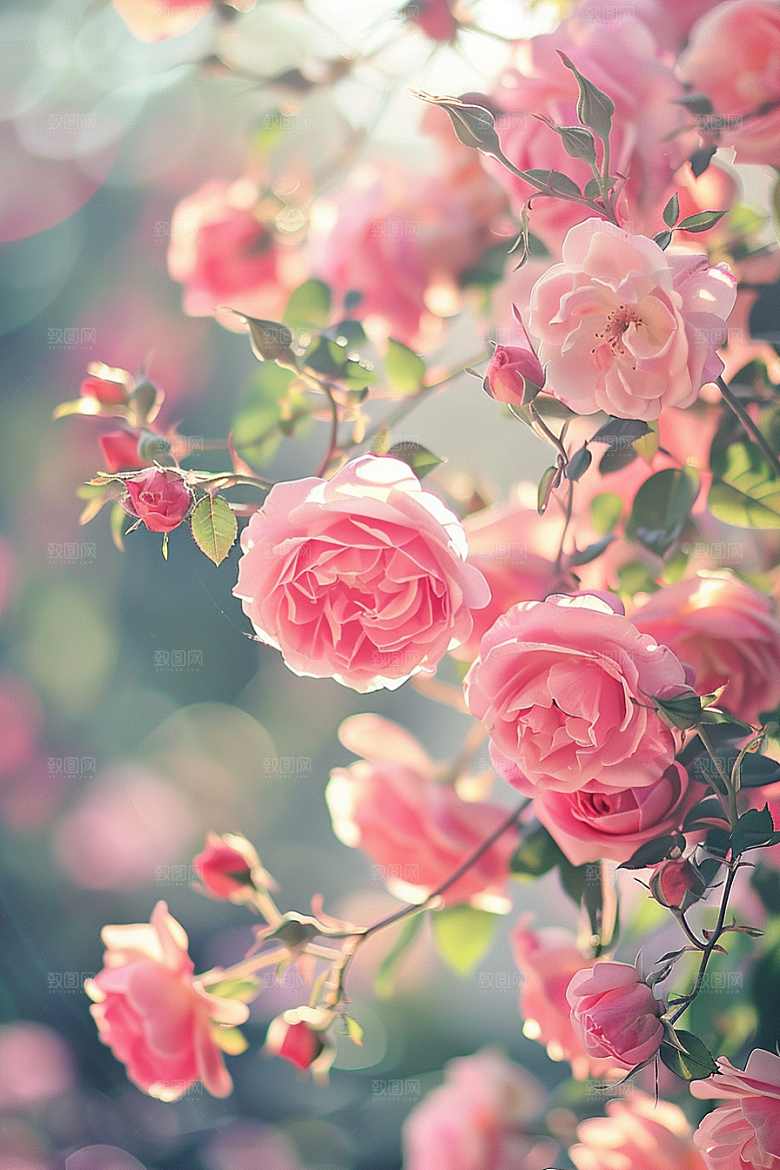 月季花花卉彩色素材