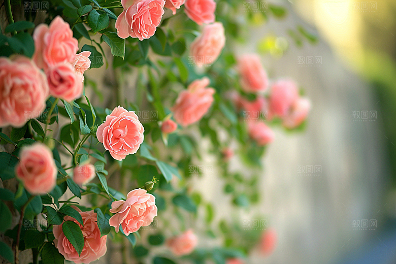 月季花花卉彩色素材