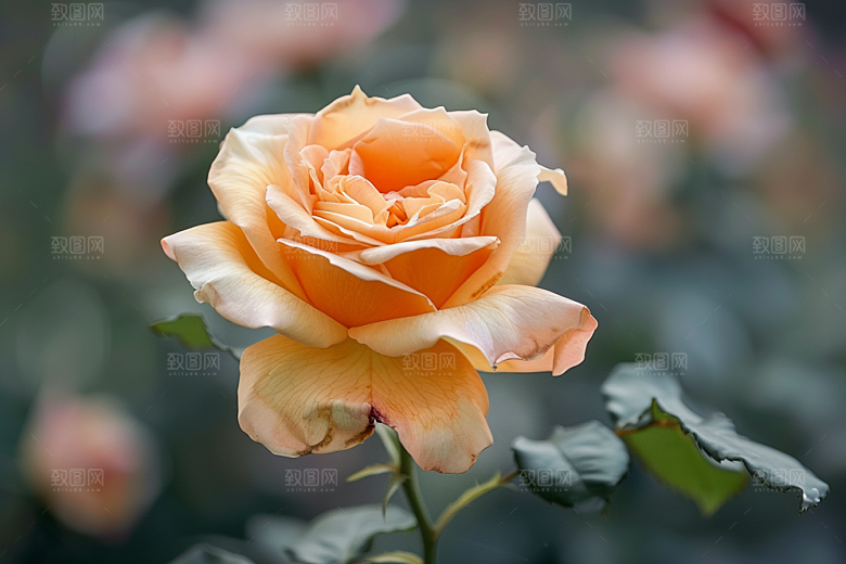月季花高清欧月素材