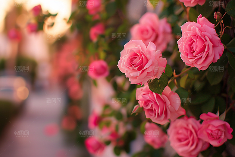 月季花玫瑰欧月素材