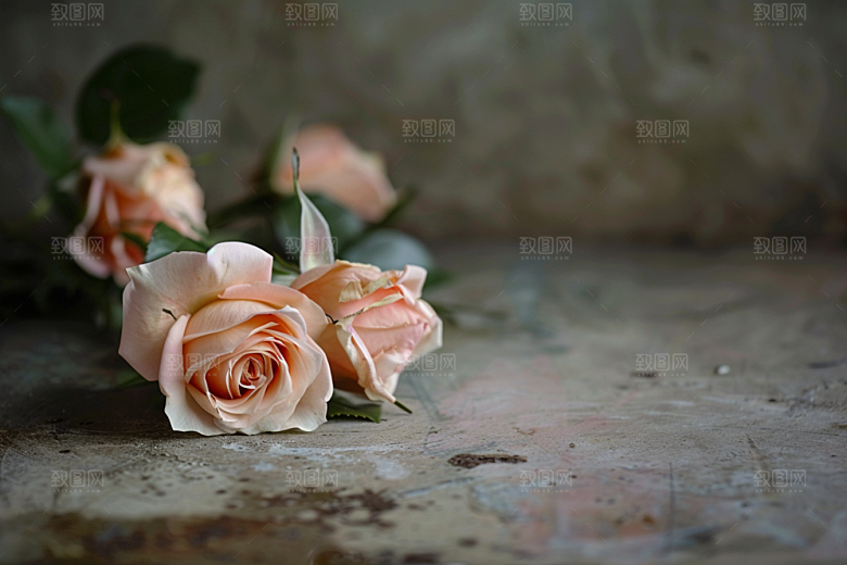 月季花藤月高清素材