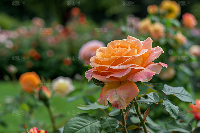月季花彩色蔷薇素材