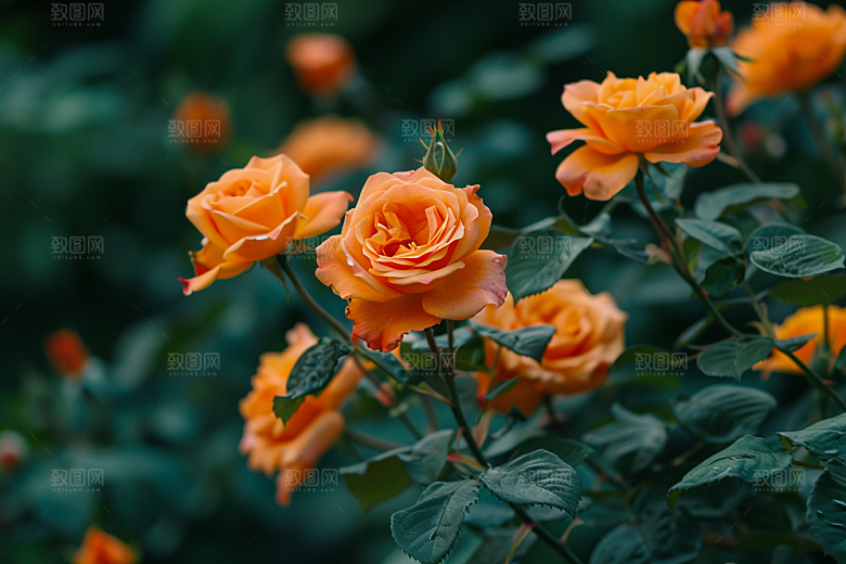 月季花花朵植物素材