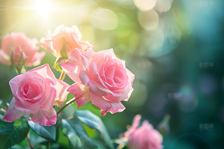 月季花花朵彩色素材