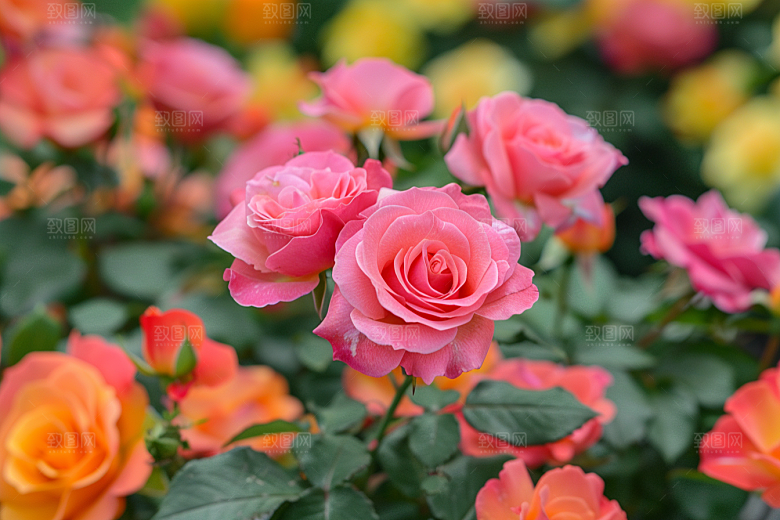 月季花欧月高清素材