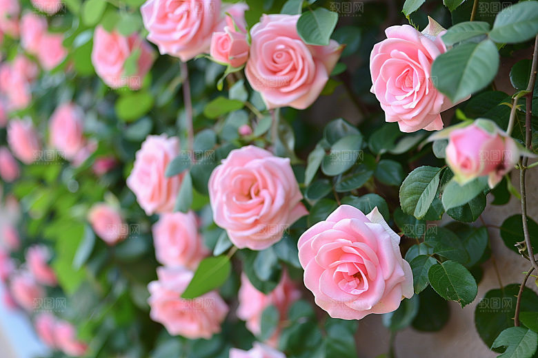 月季花彩色高清素材