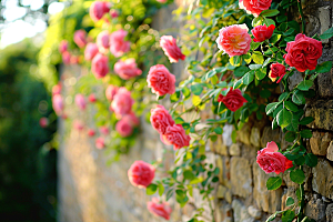 月季花植物蔷薇素材