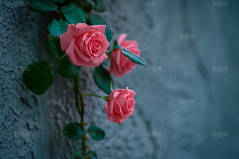 月季花花卉花朵素材