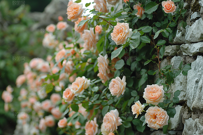月季花藤月唯美素材