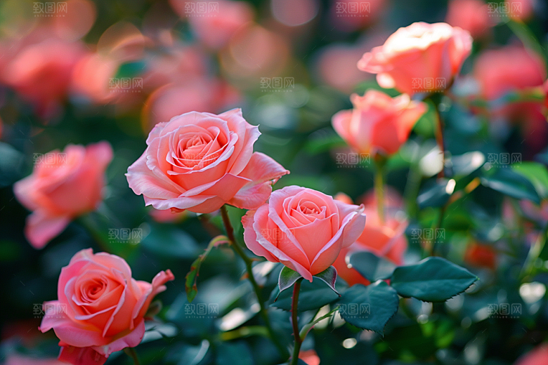 月季花玫瑰高清素材