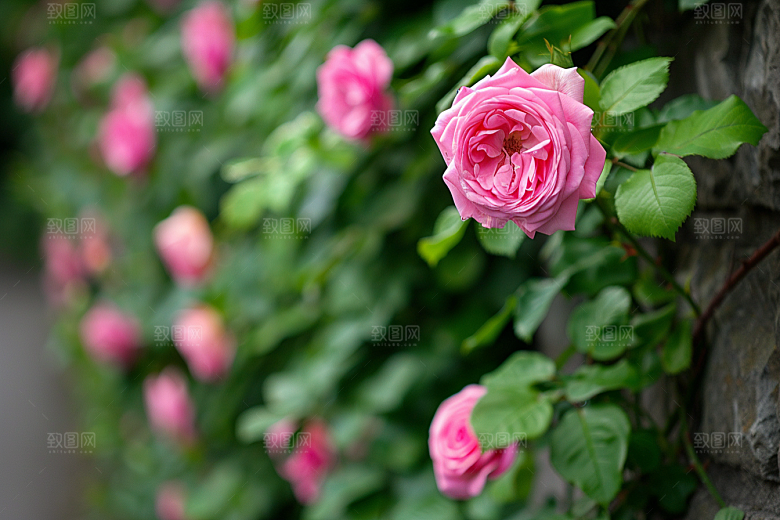 月季花花卉藤月素材
