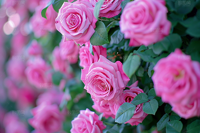 月季花花朵彩色素材